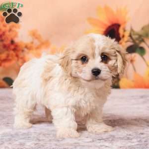 Megan, Cavachon Puppy